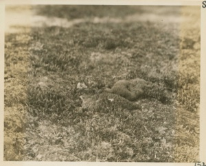 Image of Ptarmigan on the nest